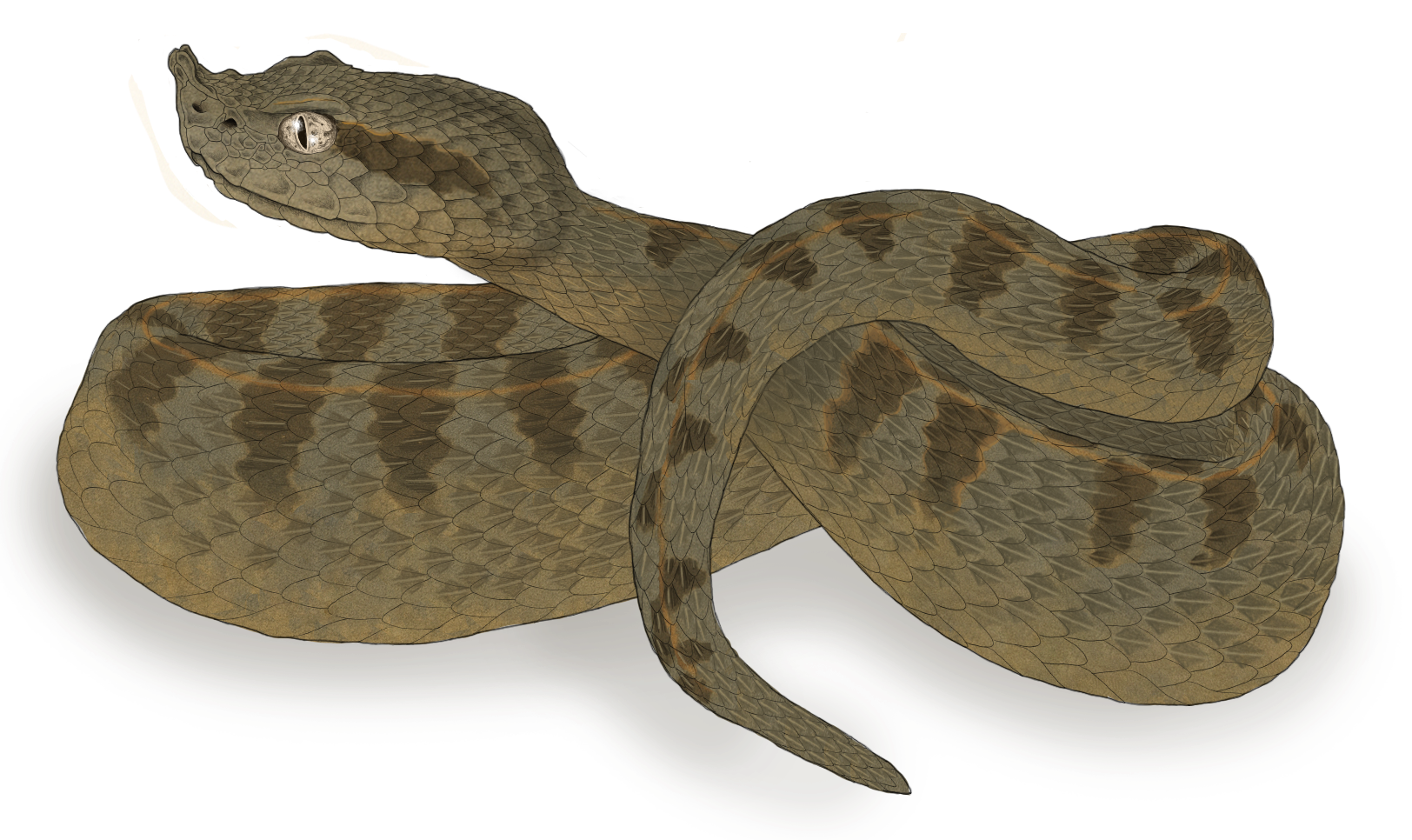 Xenodon angustirostris.png