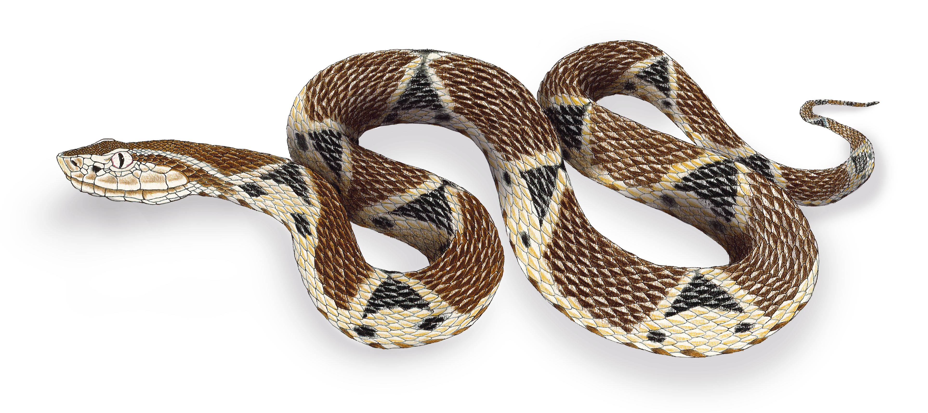 Bothrops asper_.png