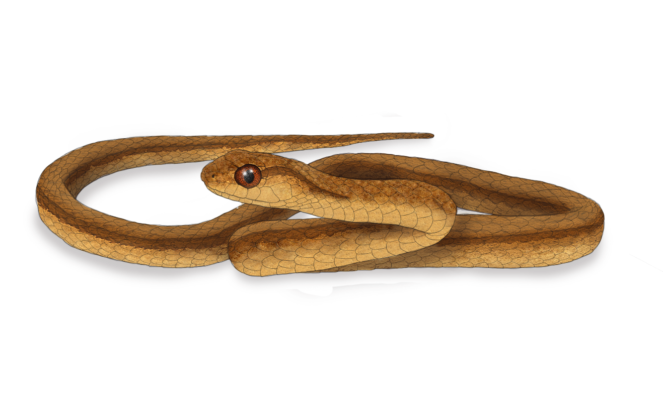 Dryophylax gambotensis.png