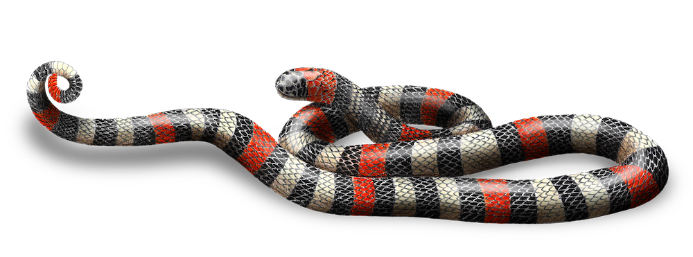 MICRUPUS ISOZONUS-E.png