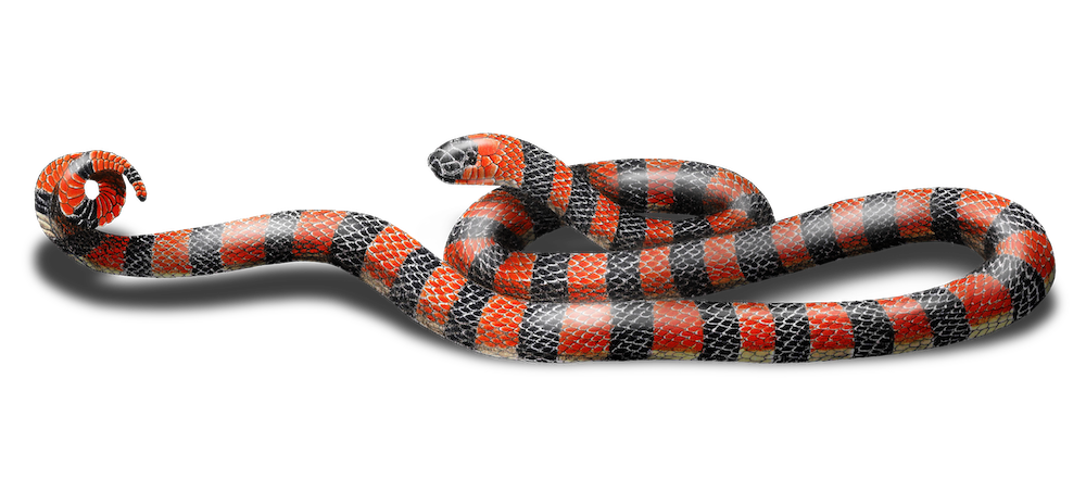 MICRURUS CAMILAEe.png