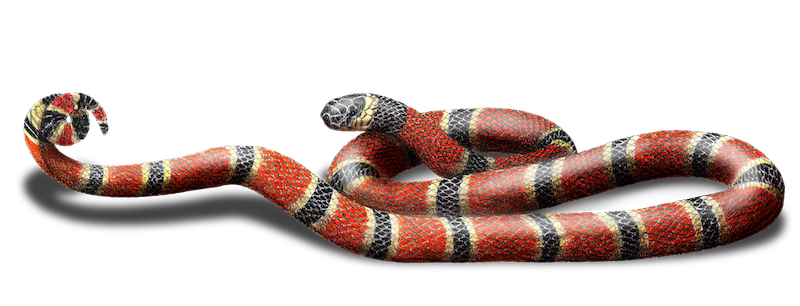 MICRURUS CLARI-E.png