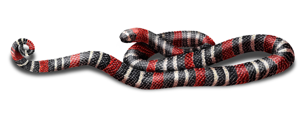 MICRURUS FILIFORMIS-E.png