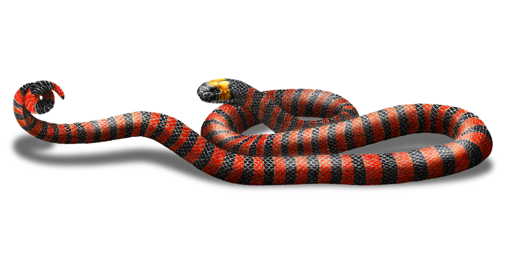 MICRURUS MULTISCUTATUS-E.png