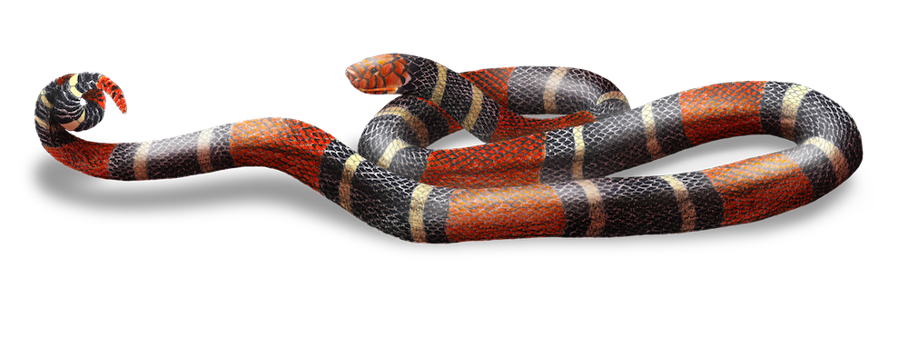 MICRURUS SURINAMENSIS-e.png