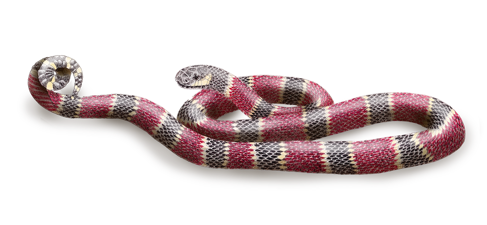 Micrurus remotus.png