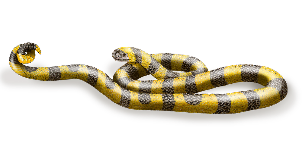 Micrurus renjifoi.png