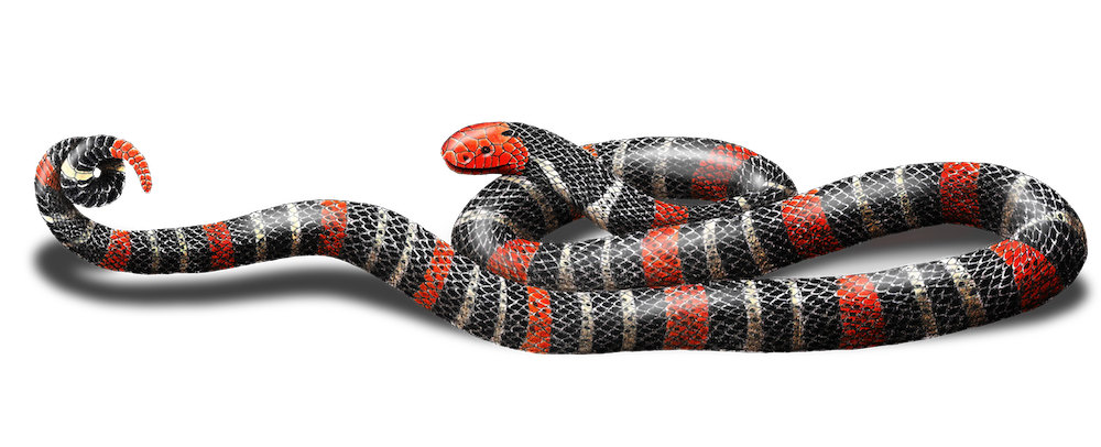 micrurus ancroralis.png
