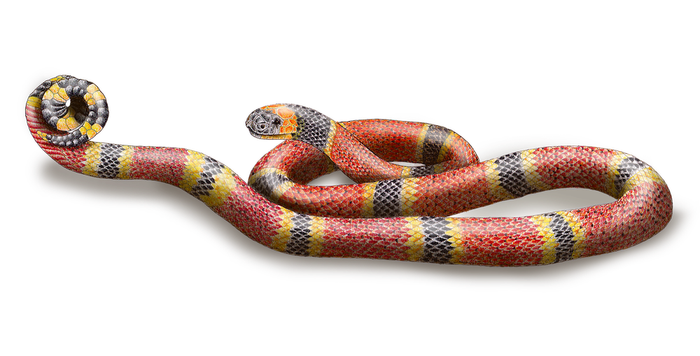 micrurus nigrocinctus.png