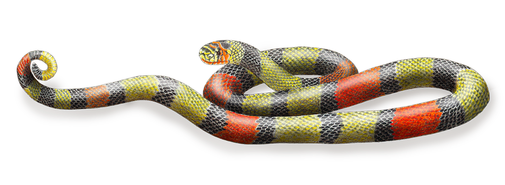 micrurus obscurus.png