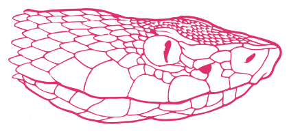 sneck